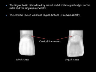  The lingual fossa is bordered by mesial and distal marginal ridges on the
sides and the cingulum cervically.
 The cervical line on labial and lingual surface is convex apically.
Cervical line convex
Lingual aspectLabial aspect
 