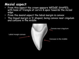 Mesial aspect
• From this aspect the crown appears WEDGE SHAPED,
with base of traingle at cervix & apex towards the incisal
edge.
• From the mesial aspect the labial margin is convex
• The lingual margin is ‘S’ shaped, being convex near cingulum
and concave in the middle
Labial margin convex
Convex near cingulum
Concave in the middle
 