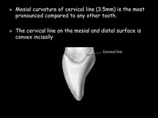  Mesial curvature of cervical line (3.5mm) is the most
pronounced compared to any other tooth.
 The cervical line on the mesial and distal surface is
convex incisally
Cervical line
 