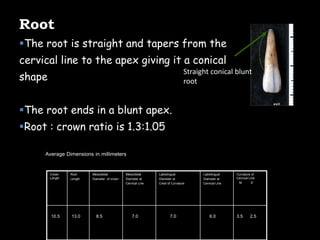 Root
The root is straight and tapers from the
cervical line to the apex giving it a conical
shape
The root ends in a blunt apex.
Root : crown ratio is 1.3:1.05
Straight conical blunt
root
3.5 2.56.07.07.08.513.010.5
Curvature of
Cervical Line
M D
Labiolingual
Diameter at
Cervical Line
Labiolingual
Diameter at
Crest of Curvature
Mesiodistal
Diameter at
Cervical Line
Mesiodistal
Diameter of crown
Root
Length
Crown
Length
Average Dimensions in millimeters
 
