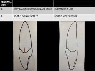 PROXIMAL
VIEW
1. CERVICAL LINE CURVATURES ARE MORE CURVATURE IS LESS
2. ROOT IS EVENLY TAPERED ROOT IS MORE CONVEX
 