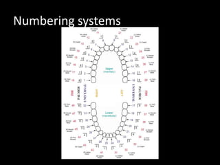 Numbering systems
 