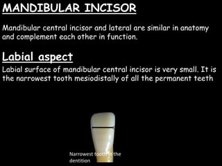 MANDIBULAR INCISOR
Mandibular central incisor and lateral are similar in anatomy
and complement each other in function.
Labial aspect
Labial surface of mandibular central incisor is very small. It is
the narrowest tooth mesiodistally of all the permanent teeth
Narrowest tooth in the
dentition
 