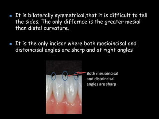  It is bilaterally symmetrical,that it is difficult to tell
the sides. The only differnce is the greater mesial
than distal curvature.
 It is the only incisor where both mesioincisal and
distoincisal angles are sharp and at right angles
Both mesioincisal
and distoincisal
angles are sharp
 