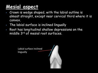 Mesial aspect
 Crown is wedge shaped, with the labial outline is
almost straight, except near cervical third where it is
convex.
 The labial surface is inclined lingually
 Root has longitudinal shallow depressions on the
middle 3rd of mesial root surfaces.
Labial surface inclined
lingually
 