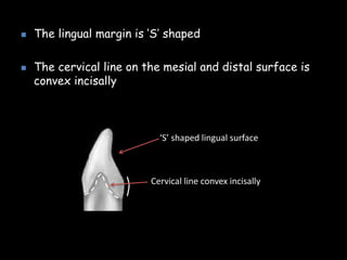 The lingual margin is ‘S’ shaped
 The cervical line on the mesial and distal surface is
convex incisally
‘S’ shaped lingual surface
Cervical line convex incisally
 
