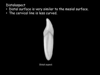 Distalaspect
• Distal surface is very similar to the mesial surface.
• The cervical line is less curved.
Distal aspect
 