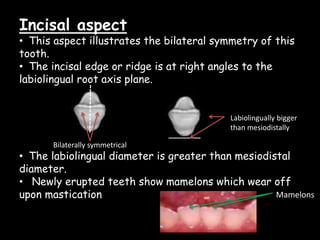 Incisal aspect
• This aspect illustrates the bilateral symmetry of this
tooth.
• The incisal edge or ridge is at right angles to the
labiolingual root axis plane.
• The labiolingual diameter is greater than mesiodistal
diameter.
• Newly erupted teeth show mamelons which wear off
upon mastication
Bilaterally symmetrical
Labiolingually bigger
than mesiodistally
Mamelons
 