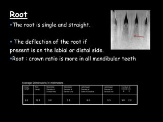 Root
The root is single and straight.
 The deflection of the root if
present is on the labial or distal side.
Root : crown ratio is more in all mandibular teeth
3.0 2.05.36.03.55.012.59.5
Curvature of
Cervical Line
M D
Labiolingual
Diameter at
Cervical Line
Labiolingual
Diameter at
Crest of Curvature
Mesiodistal
Diameter at
Cervical Line
Mesiodistal
Diameter at
Contact Area
Root
Length
Crown
Length
Average Dimensions in millimeters
 