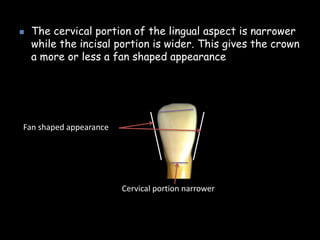  The cervical portion of the lingual aspect is narrower
while the incisal portion is wider. This gives the crown
a more or less a fan shaped appearance
Cervical portion narrower
Fan shaped appearance
 