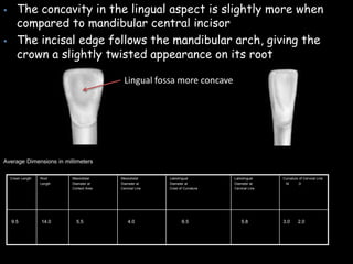  The concavity in the lingual aspect is slightly more when
compared to mandibular central incisor
 The incisal edge follows the mandibular arch, giving the
crown a slightly twisted appearance on its root
Lingual fossa more concave
3.0 2.05.86.54.05.514.09.5
Curvature of Cervical Line
M D
Labiolingual
Diameter at
Cervical Line
Labiolingual
Diameter at
Crest of Curvature
Mesiodistal
Diameter at
Cervical Line
Mesiodistal
Diameter at
Contact Area
Root
Length
Crown Length
Average Dimensions in millimeters
 