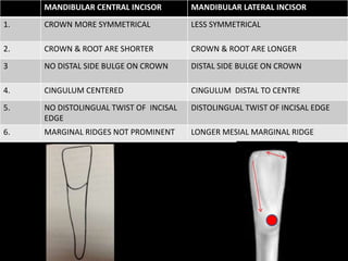 MANDIBULAR CENTRAL INCISOR MANDIBULAR LATERAL INCISOR
1. CROWN MORE SYMMETRICAL LESS SYMMETRICAL
2. CROWN & ROOT ARE SHORTER CROWN & ROOT ARE LONGER
3 NO DISTAL SIDE BULGE ON CROWN DISTAL SIDE BULGE ON CROWN
4. CINGULUM CENTERED CINGULUM DISTAL TO CENTRE
5. NO DISTOLINGUAL TWIST OF INCISAL
EDGE
DISTOLINGUAL TWIST OF INCISAL EDGE
6. MARGINAL RIDGES NOT PROMINENT LONGER MESIAL MARGINAL RIDGE
 