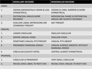 MAXILLARY INCISORS MANDIBULAR INCISORS
LABIAL
1. CROWN MESIODISTALLY WIDER & LESS
SYMMETRICAL
CROWN IS LONG, NARROW & MORE
SYMMETRICAL
2. DISTOINCISAL ANGLES MORE
ROUNDED
MESIOINCISAL SHARP, & DISTOINCISAL
ANGLES ARE SLIGHTLY ROUNDED
3. SHALLOW LABIAL DEPRESSIONS ARE
COMMONLY PRESENT
NOT PRESENT
LINGUAL
1. LARGER CINGULUM SMALLER CINGULUM
2. DEEPER LINGUAL FOSSA SHALLOW FOSSA
3. SOMETIMES LINGUAL PITS PRESENT LINGUAL PITS ABSENT
4. PROMINENT MARGINAL RIDGES LINGUAL SURFACE SMOOTH, WITHOUT
MARGINAL RIDGES
5 CINGULUM SLIGHTLY DISTAL CENTRAL ALMOST SYMMETRICAL
PROXIMAL
1. CINGULUM IS PROMINENT VERY SMALL CINGULUM
2. INCISAL EDGE LABIAL TO ROOT AXIS INCISAL EDGE LINGUAL TO ROOT AXIS
 