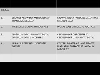 INCISAL
1. CROWNS ARE WIDER MESIODISTALLY
THAN FACILINGUALLY
CROWNS WIDER FACIOLINGUALLY THAN
MESIODISTALLY
2. INCISAL EDGE LABIAL TO ROOT AXIS INCISAL EDGE LINGUAL TO ROOT AXIS
3. CINGULUM OF CI IS SLIGHTLY DISTAL
CINGULUM OF LI IS IN CENTRE
CINGULUM OF CI IS CENTERED
CINGULUM OF LI IS SLIGHTLY DISTAL
4. LABIAL SURFACE OF LI IS SLIGHTLY
CONVEX
CENTRAL & LATERALS HAVE ALMOST
FLAT LABIAL SURFACES AT INCISAL &
MIDDLE 3rd.
 
