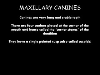 MAXILLARY CANINES
Canines are very long and stable teeth
There are four canines placed at the corner of the
mouth and hence called the ‘corner stones’ of the
dentition
They have a single pointed cusp (also called cuspids)
 