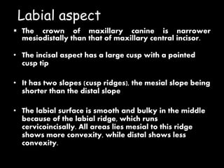 Labial aspect
 The crown of maxillary canine is narrower
mesiodistally than that of maxillary central incisor.
• The incisal aspect has a large cusp with a pointed
cusp tip
• It has two slopes (cusp ridges), the mesial slope being
shorter than the distal slope
• The labial surface is smooth and bulky in the middle
because of the labial ridge, which runs
cervicoincisally. All areas lies mesial to this ridge
shows more convexity, while distal shows less
convexity.
 