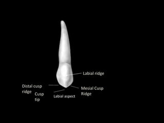 Labial aspect
Labial ridge
Cusp
tip
Distal cusp
ridge
Mesial Cusp
Ridge
 