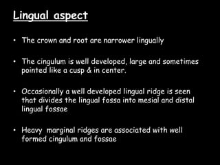 Lingual aspect
• The crown and root are narrower lingually
• The cingulum is well developed, large and sometimes
pointed like a cusp & in center.
• Occasionally a well developed lingual ridge is seen
that divides the lingual fossa into mesial and distal
lingual fossae
• Heavy marginal ridges are associated with well
formed cingulum and fossae
 