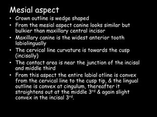 Mesial aspect
• Crown outline is wedge shaped
• From the mesial aspect canine looks similar but
bulkier than maxillary central incisor
• Maxillary canine is the widest anterior tooth
labiolingually
• The cervical line curvature is towards the cusp
(incisally)
• The contact area is near the junction of the incisal
and middle third
• From this aspect the entire labial otline is convex
from the cervical line to the cusp tip, & the lingual
outline is convex at cingulum, thereafter it
straightens out at the middle 3rd & again slight
convex in the incisal 3rd.
 