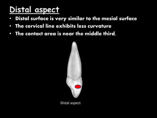 Distal aspect
• Distal surface is very similar to the mesial surface
• The cervical line exhibits less curvature
• The contact area is near the middle third,
Distal aspect
 