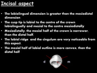 Incisal aspect
• The labiolingual dimension is greater than the mesiodistal
dimension
• The cusp tip is labial to the centre of the crown
labiolingually and mesial to the centre mesiodistally
• Mesiodistally, the mesial half of the crown is narrower,
than the distal half.
• The labial ridge and the cingulum are very noticeable from
this aspect.
• The mesial half of labial outline is more convex, than the
distal half
 