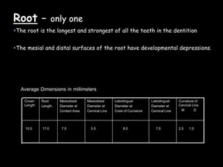Root – only one
The root is the longest and strongest of all the teeth in the dentition
The mesial and distal surfaces of the root have developmental depressions.
2.5 1.57.08.05.57.517.010.0
Curvature of
Cervical Line
M D
Labiolingual
Diameter at
Cervical Line
Labiolingual
Diameter at
Crest of Curvature
Mesiodistal
Diameter at
Cervical Line
Mesiodistal
Diameter at
Contact Area
Root
Length
Crown
Length
Average Dimensions in millimeters
 