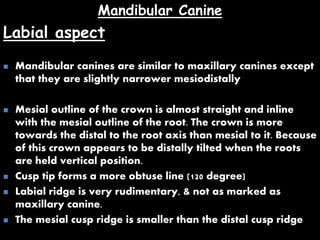 Mandibular Canine
Labial aspect
 Mandibular canines are similar to maxillary canines except
that they are slightly narrower mesiodistally
 Mesial outline of the crown is almost straight and inline
with the mesial outline of the root. The crown is more
towards the distal to the root axis than mesial to it. Because
of this crown appears to be distally tilted when the roots
are held vertical position.
 Cusp tip forms a more obtuse line (120 degree)
 Labial ridge is very rudimentary, & not as marked as
maxillary canine.
 The mesial cusp ridge is smaller than the distal cusp ridge
 