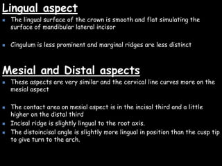Lingual aspect
 The lingual surface of the crown is smooth and flat simulating the
surface of mandibular lateral incisor
 Cingulum is less prominent and marginal ridges are less distinct
Mesial and Distal aspects
 These aspects are very similar and the cervical line curves more on the
mesial aspect
 The contact area on mesial aspect is in the incisal third and a little
higher on the distal third
 Incisal ridge is slightly lingual to the root axis.
 The distoincisal angle is slightly more lingual in position than the cusp tip
to give turn to the arch.
 