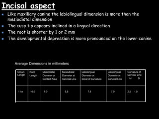 Incisal aspect
 Like maxillary canine the labiolingual dimension is more than the
mesiodistal dimension
 The cusp tip appears inclined in a lingual direction
 The root is shorter by 1 or 2 mm
 The developmental depression is more pronounced on the lower canine
2.5 1.07.07.55.57.016.011.o
Curvature of
Cervical Line
M D
Labiolingual
Diameter at
Cervical Line
Labiolingual
Diameter at
Crest of Curvature
Mesiodistal
Diameter at
Cervical Line
Mesiodistal
Diameter at
Contact Area
Root
Length
Crown
Length
Average Dimensions in millimeters
 