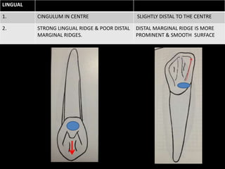 LINGUAL
1. CINGULUM IN CENTRE SLIGHTLY DISTAL TO THE CENTRE
2. STRONG LINGUAL RIDGE & POOR DISTAL
MARGINAL RIDGES.
DISTAL MARGINAL RIDGE IS MORE
PROMINENT & SMOOTH SURFACE
 