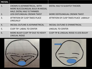 INCISAL
1.
2.
CROWN IS ASYMMETRICAL, WITH
MORE BUCCOLINGUAL BULK IN MESIAL
HALF, DISTAL HALF IS THINNER.
LESS DISTLINGUAL CROWN TWIST
DISTAL HALF IS SLIGHTLY THICKER.
MORE DISTOLINGUAL CROWN TWIST.
3. ATTRITION OF CUSP TAKES PLACE
LINGUALLY
ATTRITION OF CUSP TAKES PLACE LABIALLY
4. INCISAL OUTLINE IS ASYMMETRICAL INCISAL OUTLINE IS SYMMETRICAL
5. CUSP TIP- LABIAL TO CENTER LINGUAL TO CENTER
6. MORE BULKY CUSP TIP DUE TO HEAVY
LINGUAL RIDGE
CUSP TIP & LINGUAL RIDGE IS LESS BULKY
 
