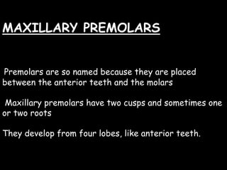 MAXILLARY PREMOLARS
Premolars are so named because they are placed
between the anterior teeth and the molars
Maxillary premolars have two cusps and sometimes one
or two roots
They develop from four lobes, like anterior teeth.
 