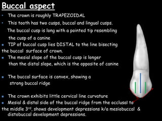 Buccal aspect
• The crown is roughly TRAPEZOIDAL
• This tooth has two cusps, buccal and lingual cusps.
The buccal cusp is long with a pointed tip resembling
the cusp of a canine
 TIP of buccal cusp lies DISTAL to the line bisecting
the buccal surface of crown.
 The mesial slope of the buccal cusp is longer
than the distal slope, which is the opposite of canine
 The buccal surface is convex, showing a
strong buccal ridge
 The crown exhibits little cervical line curvature
 Mesial & distal side of the buccal ridge from the occlusal to
the middle 3rd, shows development depressions k/a mesiobuccal &
distobuccal development depressions.
 