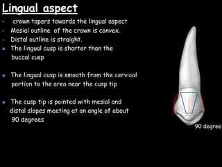 Lingual aspect
 crown tapers towards the lingual aspect
 Mesial outline of the crown is convex.
 Distal outline is straight.
 The lingual cusp is shorter than the
buccal cusp
 The lingual cusp is smooth from the cervical
portion to the area near the cusp tip
 The cusp tip is pointed with mesial and
distal slopes meeting at an angle of about
90 degrees
90 degree
 
