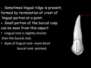  Sometimes lingual ridge is present,
formed by termination of crest of
lingual portion at a point.
 Small portion of the buccal cusp
can be seen from this aspect
• Lingual root is slightly shorter
than the buccal root.
• Apex of lingual root- more blunt
buccal root- pointed.
 