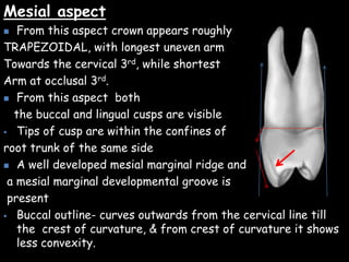 Mesial aspect
 From this aspect crown appears roughly
TRAPEZOIDAL, with longest uneven arm
Towards the cervical 3rd, while shortest
Arm at occlusal 3rd.
 From this aspect both
the buccal and lingual cusps are visible
 Tips of cusp are within the confines of
root trunk of the same side
 A well developed mesial marginal ridge and
a mesial marginal developmental groove is
present
 Buccal outline- curves outwards from the cervical line till
the crest of curvature, & from crest of curvature it shows
less convexity.
 