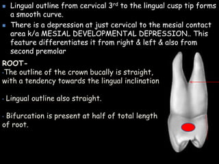  Lingual outline from cervical 3rd to the lingual cusp tip forms
a smooth curve.
 There is a depression at just cervical to the mesial contact
area k/a MESIAL DEVELOPMENTAL DEPRESSION.. This
feature differentiates it from right & left & also from
second premolar
ROOT-
•The outline of the crown bucally is straight,
with a tendency towards the lingual inclination
• Lingual outline also straight.
• Bifurcation is present at half of total length
of root.
 