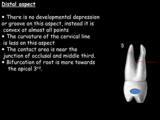 Distal aspect
 There is no developmental depression
or groove on this aspect, instead it is
convex at almost all points
 The curvature of the cervical line
is less on this aspect
 The contact area is near the
junction of occlusal and middle third.
 Bifurcation of root is more towards
the apical 3rd.
 