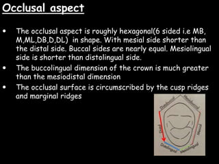 Occlusal aspect
 The occlusal aspect is roughly hexagonal(6 sided i.e MB,
M,ML,DB,D,DL) in shape. With mesial side shorter than
the distal side. Buccal sides are nearly equal. Mesiolingual
side is shorter than distolingual side.
 The buccolingual dimension of the crown is much greater
than the mesiodistal dimension
 The occlusal surface is circumscribed by the cusp ridges
and marginal ridges
 