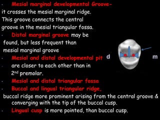 • Mesial marginal developmental Groove-
it crosses the mesial marginal ridge.
This groove connects the central
groove in the mesial triangular fossa.
• Distal marginal groove may be
found, but less frequent than
mesial marginal groove
• Mesial and distal developmental pit
- are closer to each other than in
2nd premolar.
• Mesial and distal triangular fossa
• Buccal and lingual triangular ridge,
buccal ridge more prominent arising from the central groove &
converging with the tip of the buccal cusp.
• Lingual cusp is more pointed, than buccal cusp.
 