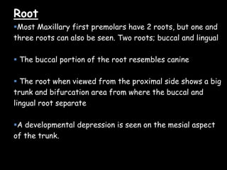 Root
Most Maxillary first premolars have 2 roots, but one and
three roots can also be seen. Two roots; buccal and lingual
 The buccal portion of the root resembles canine
 The root when viewed from the proximal side shows a big
trunk and bifurcation area from where the buccal and
lingual root separate
A developmental depression is seen on the mesial aspect
of the trunk.
 