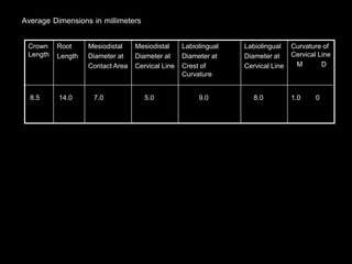 1.0 08.09.05.07.014.08.5
Curvature of
Cervical Line
M D
Labiolingual
Diameter at
Cervical Line
Labiolingual
Diameter at
Crest of
Curvature
Mesiodistal
Diameter at
Cervical Line
Mesiodistal
Diameter at
Contact Area
Root
Length
Crown
Length
Average Dimensions in millimeters
 