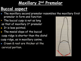 Maxillary 2nd Premolar
Buccal aspect
 The maxillary second premolar resembles the maxillary first
premolar in form and function
 The buccal cusp is not as long
as that of maxillary 1st premolar
 It is less pointed.
 The mesial slope of the buccal
cusp ridge is shorter than the distal
cusp ridge, as in maxillary canine.
 Crown & root are thicker at the
cervical portion.
 