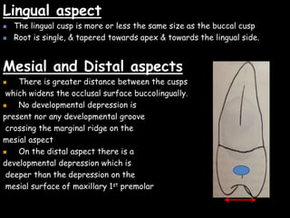 Lingual aspect
 The lingual cusp is more or less the same size as the buccal cusp
 Root is single, & tapered towards apex & towards the lingual side.
Mesial and Distal aspects
 There is greater distance between the cusps
which widens the occlusal surface buccolingually.
 No developmental depression is
present nor any developmental groove
crossing the marginal ridge on the
mesial aspect
 On the distal aspect there is a
developmental depression which is
deeper than the depression on the
mesial surface of maxillary 1st premolar
 