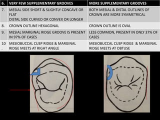 6. VERY FEW SUPPLEMENTARY GROOVES MORE SUPPLEMENTARY GROOVES
7. MESIAL SIDE SHORT & SLIGHTLY CONCAVE OR
FLAT
DISTAL SIDE CURVED OR CONVEX OR LONGER
BOTH MESIAL & DISTAL OUTLINES OF
CROWN ARE MORE SYMMETRICAL
8. CROWN OUTLINE HEXAGONAL CROWN OUTLINE IS OVAL
9. MESIAL MARGINAL RIDGE GROOVE IS PRESENT
IN 97% OF CASES
LESS COMMON, PRESENT IN ONLY 37% OF
CASES
10
.
MESIOBUCCAL CUSP RIDGE & MARGINAL
RIDGE MEETS AT RIGHT ANGLE
MESIOBUCCAL CUSP RIDGE & MARGINAL
RIDGE MEETS AT OBTUSE
 