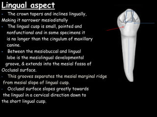 Lingual aspect
 The crown tapers and inclines lingually,
Making it narrower mesiodistally
 The lingual cusp is small, pointed and
nonfunctional and in some specimens it
is no longer than the cingulum of maxillary
canine.
 Between the mesiobuccal and lingual
lobe is the mesiolingual developmental
groove, & extends into the mesial fossa of
Occlusal surface.
• This grooves separates the mesial marginal ridge
from mesial slope of lingual cusp.
• Occlusal surface slopes greatly towards
the lingual in a cervical direction down to
the short lingual cusp.
 