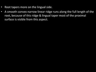 • Root tapers more on the lingual side.
• A smooth convex narrow linear ridge runs along the full length of the
root, because of this ridge & lingual taper most of the proximal
surface is visible from this aspect.
 