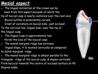 Mesial aspect
 The lingual inclination of the crown can be
seen from this aspect,because of which the
tip of buccal cusp is nearly centered over the root axis
• Buccal outline is prominently curved.
• Crest of curvature on buccal side- just occlusal
To the cervical line, lingual side- near the tip of
the lingual cusp.
 The lingual cusp is approximately two
thirds the size of the buccal cusp
 The mesial marginal ridge has extreme
lingual slope, it is located cervically as compared
to distal marginal ridge.
 The mesial marginal ridge is almost parallel to the
triangular ridge of the buccal cusp, & slopes cervically
From bucccal towards the centre of occlusal surface at 45
Degree angle.
2/3rd
 