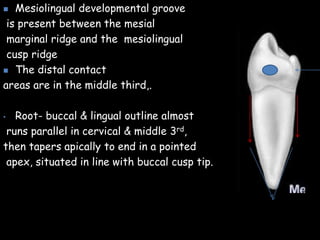  Mesiolingual developmental groove
is present between the mesial
marginal ridge and the mesiolingual
cusp ridge
 The distal contact
areas are in the middle third,.
• Root- buccal & lingual outline almost
runs parallel in cervical & middle 3rd,
then tapers apically to end in a pointed
apex, situated in line with buccal cusp tip.
 