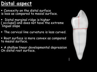 Distal aspect
 Convexity on the distal surface
is less as compared to mesial surface.
 Distal marginal ridge is higher
( occlusal) and does not have the extreme
lingual slope
 The cervical line curvature is less curved.
 Root surface is more convex as compared
to mesial surface.
 A shallow linear developmental depression
On distal root surface.
 